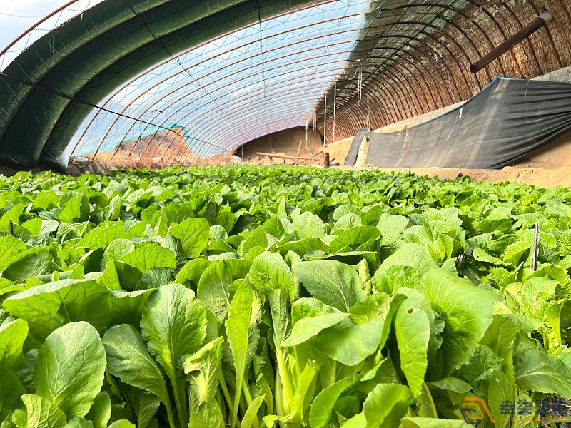 大棚蔬菜如何選擇的安防監控設備？